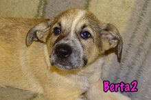 BERTA2, Hund, Mischlingshund in Russische Föderation - Bild 26