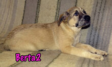 BERTA2, Hund, Mischlingshund in Russische Föderation - Bild 27