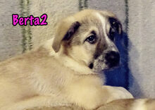 BERTA2, Hund, Mischlingshund in Russische Föderation - Bild 28