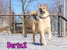 BERTA2, Hund, Mischlingshund in Russische Föderation - Bild 3