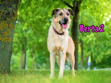BERTA2, Hund, Mischlingshund in Russische Föderation - Bild 4