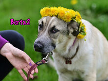 BERTA2, Hund, Mischlingshund in Russische Föderation - Bild 5