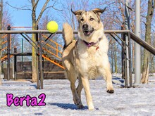 BERTA2, Hund, Mischlingshund in Russische Föderation - Bild 7