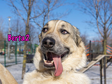 BERTA2, Hund, Mischlingshund in Russische Föderation - Bild 9