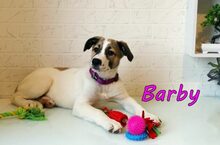 BARBY, Hund, Mischlingshund in Russische Föderation - Bild 11