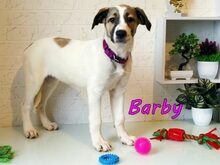 BARBY, Hund, Mischlingshund in Russische Föderation - Bild 12