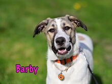 BARBY, Hund, Mischlingshund in Russische Föderation - Bild 2