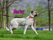 BARBY, Hund, Mischlingshund in Russische Föderation - Bild 3