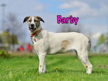 BARBY, Hund, Mischlingshund in Russische Föderation - Bild 4