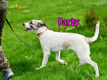 BARBY, Hund, Mischlingshund in Russische Föderation - Bild 5