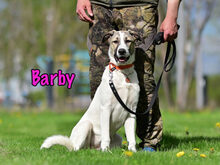 BARBY, Hund, Mischlingshund in Russische Föderation - Bild 6