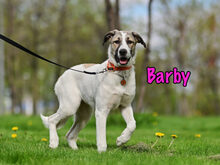 BARBY, Hund, Mischlingshund in Russische Föderation - Bild 7
