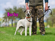 BARBY, Hund, Mischlingshund in Russische Föderation - Bild 8