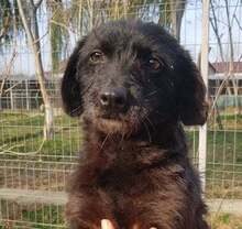 POLLY, Hund, Dackel-Terrier-Mix in Rumänien - Bild 4