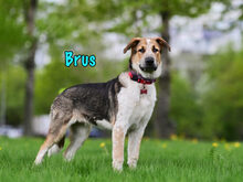 BRUS, Hund, Mischlingshund in Russische Föderation - Bild 1