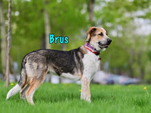BRUS, Hund, Mischlingshund in Russische Föderation - Bild 2