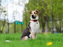BRUS, Hund, Mischlingshund in Russische Föderation - Bild 3