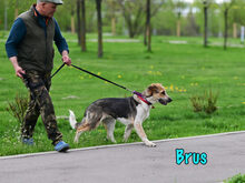 BRUS, Hund, Mischlingshund in Russische Föderation - Bild 4