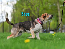 BRUS, Hund, Mischlingshund in Russische Föderation - Bild 5