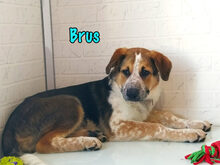 BRUS, Hund, Mischlingshund in Russische Föderation - Bild 6