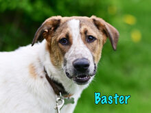 BASTER, Hund, Mischlingshund in Russische Föderation - Bild 1