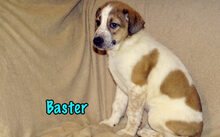 BASTER, Hund, Mischlingshund in Russische Föderation - Bild 13