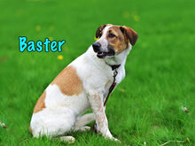 BASTER, Hund, Mischlingshund in Russische Föderation - Bild 3