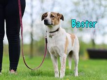BASTER, Hund, Mischlingshund in Russische Föderation - Bild 4