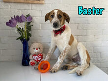 BASTER, Hund, Mischlingshund in Russische Föderation - Bild 8