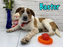 BASTER, Hund, Mischlingshund in Russische Föderation - Bild 9