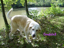 CANDELA2, Hund, Pyrenäenberghund-Mix in Forchheim - Bild 11