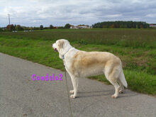 CANDELA2, Hund, Pyrenäenberghund-Mix in Forchheim - Bild 12
