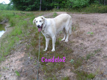 CANDELA2, Hund, Pyrenäenberghund-Mix in Forchheim - Bild 13