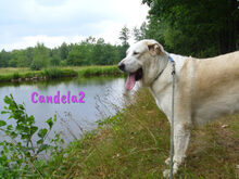 CANDELA2, Hund, Pyrenäenberghund-Mix in Forchheim - Bild 14