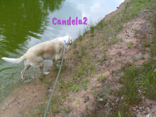 CANDELA2, Hund, Pyrenäenberghund-Mix in Forchheim - Bild 15