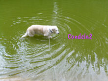 CANDELA2, Hund, Pyrenäenberghund-Mix in Forchheim - Bild 16