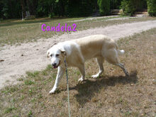 CANDELA2, Hund, Pyrenäenberghund-Mix in Forchheim - Bild 17