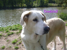 CANDELA2, Hund, Pyrenäenberghund-Mix in Forchheim - Bild 18