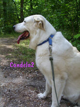 CANDELA2, Hund, Pyrenäenberghund-Mix in Forchheim - Bild 19