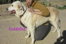 CANDELA2, Hund, Pyrenäenberghund-Mix in Forchheim - Bild 22
