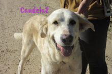CANDELA2, Hund, Pyrenäenberghund-Mix in Forchheim - Bild 23