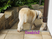 CANDELA2, Hund, Pyrenäenberghund-Mix in Forchheim - Bild 5