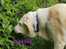 CANDELA2, Hund, Pyrenäenberghund-Mix in Forchheim - Bild 7