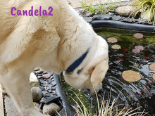 CANDELA2, Hund, Pyrenäenberghund-Mix in Forchheim - Bild 8