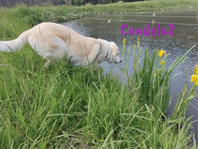 CANDELA2, Hund, Pyrenäenberghund-Mix in Forchheim - Bild 9