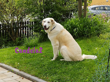 CANDELA2, Hund, Pyrenäenberghund in Heroldsbach - Bild 1