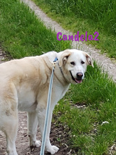 CANDELA2, Hund, Pyrenäenberghund in Heroldsbach - Bild 2