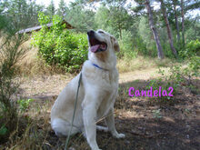 CANDELA2, Hund, Pyrenäenberghund in Heroldsbach - Bild 3