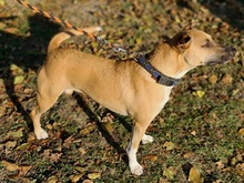 TARA, Hund, Mischlingshund in Slowakische Republik - Bild 3