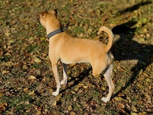 TARA, Hund, Mischlingshund in Slowakische Republik - Bild 4
